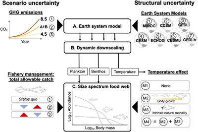 Ensemble Projections of Future Climate Change Impacts on the Eastern Bering Sea Food Web Using a Multispecies Size Spectrum Model